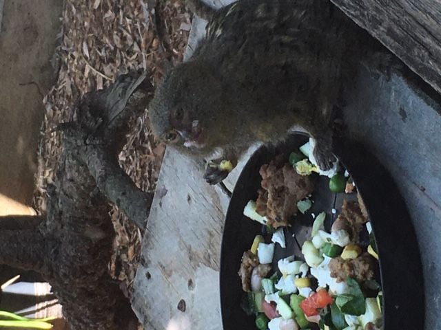 Symbio Wildlife Park - Thursday 15th October, 2020 Image -5f8d03b773395